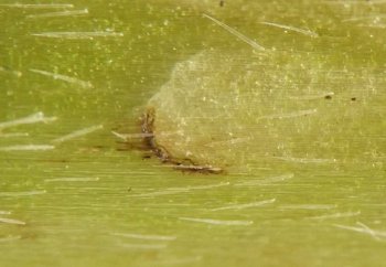 the epidermis is slightly elevated along the margin of the cut, which margin is also wavy probably due to the tissue desiccating somewhat since the larva emerged