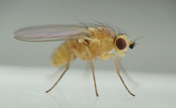 the legs are long and slender and hold the fly's body well off the substrate; there is a slight reddish sheen to the wings