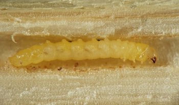 slender yellow larva with six very short legs and triangular mandibles, stretched out in tunnel in stem