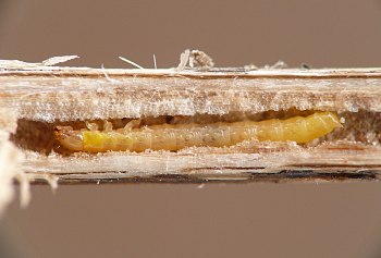 long, thin orange larva with large rounded head capsule, six jointed legs, and curved urogomphi on rear end