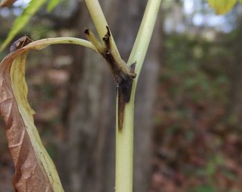 the yellowing, senescent stem has a black streak just below where a leaf attaches