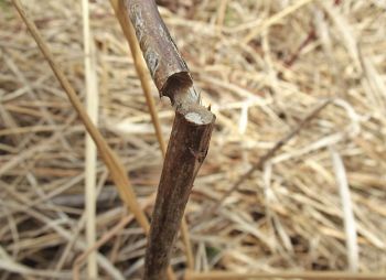 the brown stem has been cut squarely and the upper part has broken off; the top of the stump is sealed with a plug of frass