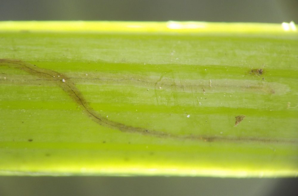 two segments of the thin brown mine cross each other and then diverge