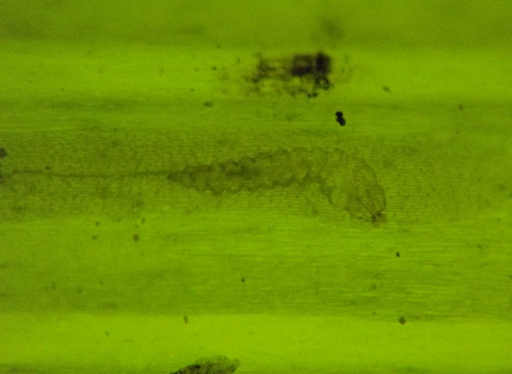 the sides of the larva's flat body are scalloped in outline
