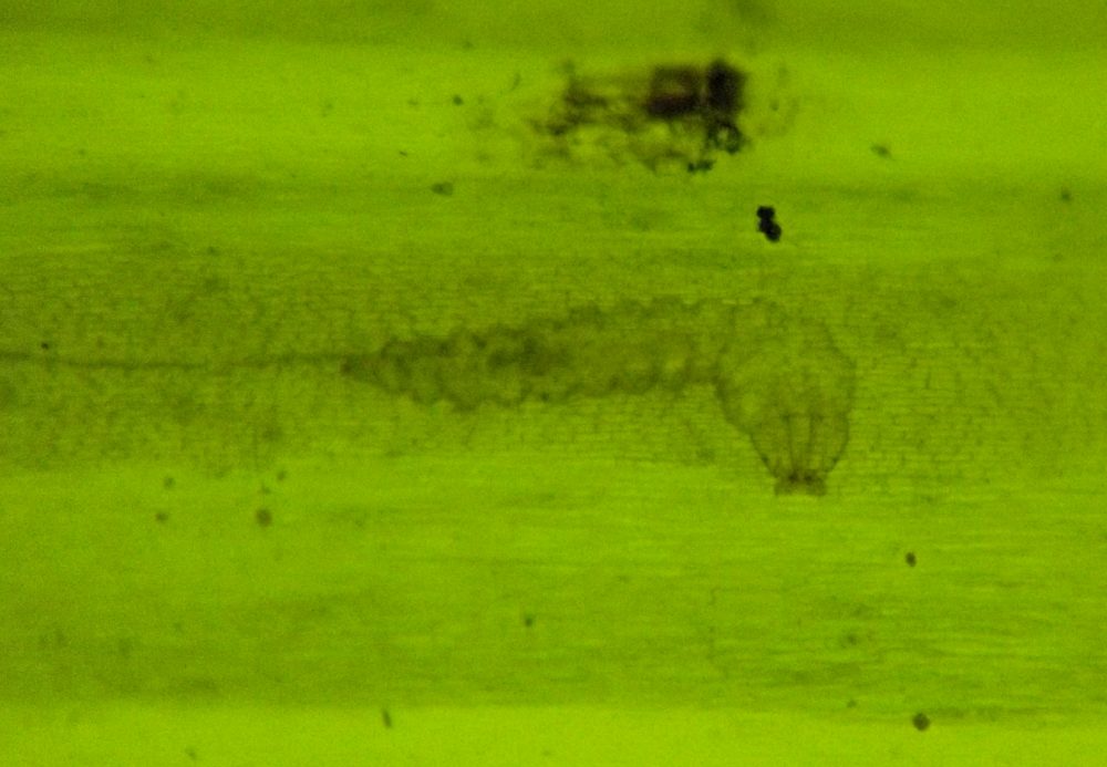 the larva's head is shaped like a half-circle with two longitudinal lines in the middle and a pair of small curved mandibles in the front