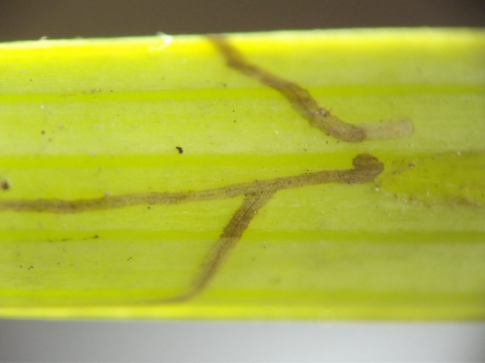 the mine segments crisscross one another and wrap around the stem