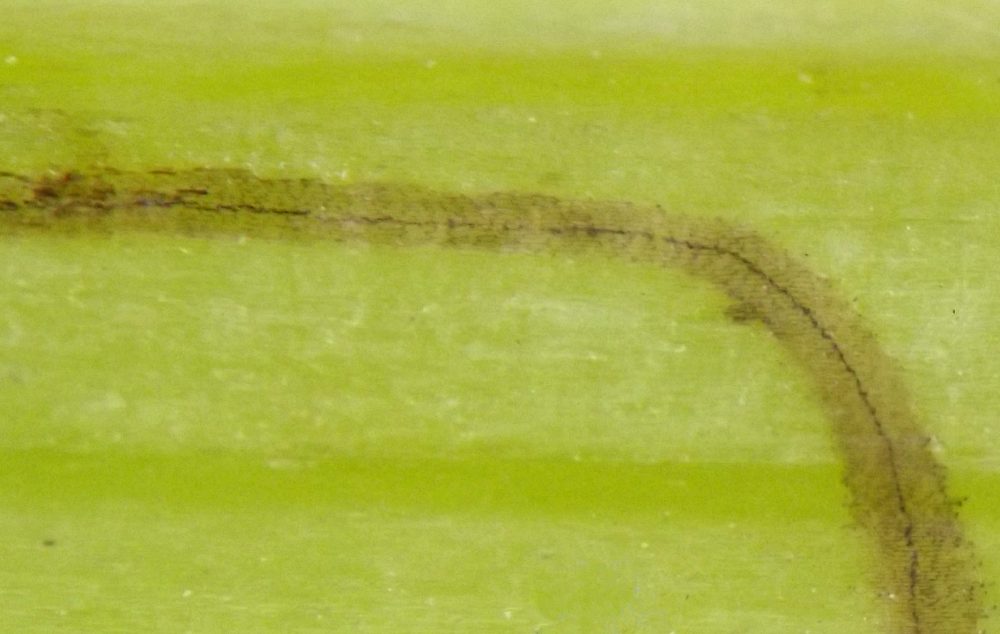 the feeding lines are tiny concentric arcs showing where the larva's mandibles scraped away the plant tissue