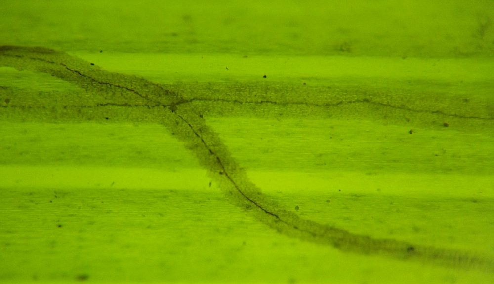 segments form a stretched out X shape and the central frass line is visible in both