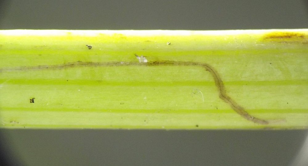 the very narrow mines runs approximately parallel to the long axis of the stem for some distance, then winds across the width of the stem and around to the other side