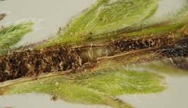 the excrement is composed of many fine, brown, and angular particles packed into the stem and part of the smooth pale surface of the puparium is exposed in a gap in the excrement