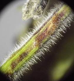 a long narrow stretch of greenish stem pith contains a linear tunnel with a pale maggot inside