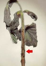 the wilted shoot with graying leaves has its stem cut open and inside is an abundance of powdery brown frass and a fly puparium