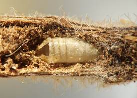 the empty puparium has a crack in the front end where the adult emerged; it is a ghostly white color and is embedded in brown particles of excrement
