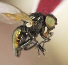 black fly with greenish-red compound eye, transparent veined wing, and greenish-bronze iridescence on dorsal surface of abdomen