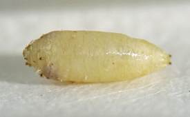 the puparium is shaped like a more cylindrical sunflower heart; it is yellowish-white with a finely textured surface and particles of frass adhering on the front end