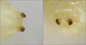 two brown discs with small horns, perched on slight protrusions from the rounded end of the puparium