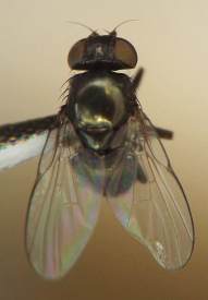 the fly has a boxy thorax with greenish-yellow iridescence; two oval wings extend from its sides and to its front the hemispherical head is attached with two large red compound eyes