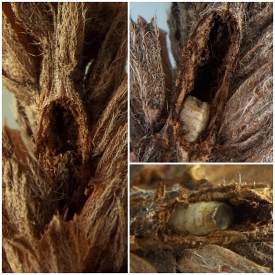 tunnel in stalk of brown seedhead with empty puparium inside