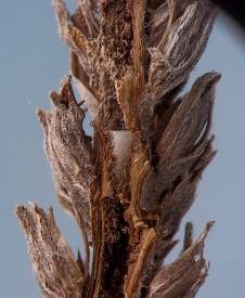 the front end of the whitish empty puparium has split off upon the fly's emergence, leaving the puparium with a truncated body