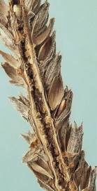 the seedhead is long and narrow with many ovoid brown fruits and the central stalk has a linear rough-walled tunnel in it with the puparium hidden inside