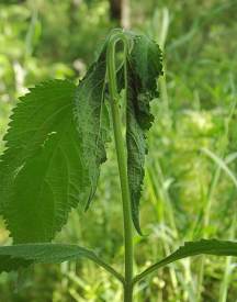 the tall, slender stem has a crook near the top and the leaves above this point are pale and wilted