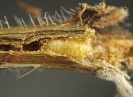 brown stem with long white hairs, cut open to reveal a straw yellow pill-shaped puparium