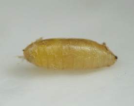 the puparium has a slightly rough surface with regular segments, rounded at one end and tapered at the other