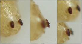 four panels, each with a different angle, showing two small dark brown discs (the spiracular plates) on the tapered rear end of the puparium, each disk bearing a short, slightly curved, pointed horn