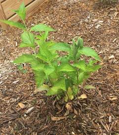 there are three or four green leafy shoots emerging from the wood mulch and one of them has a wilted tip