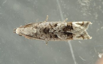 moth with gray, white, and black on its folded wings