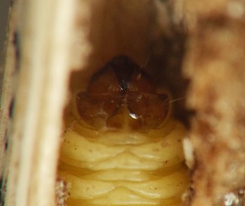 round, brown, hardened head of caterpillar, in shadow in the tunnel in the stem