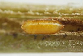 straw-colored, cylindrical puparium nestled in narrow, shadowy tunnel with rough walls