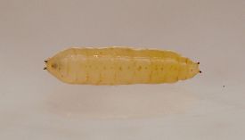 narrow, cylindrical, straw-colored puparium, almost 5 times as long as wide, with rounded ends and black, stalked anterior spiracles