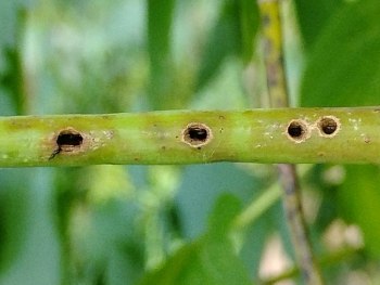 narrow, green, linear portion of stem with four round or oval holes rimmed with brown scar tissue
