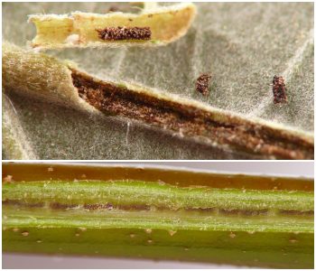 long narrow midvein of leaf has been opened to reveal brown excavation and rods of frass; green stem shows narrow linear tunnel inside with broken rods of frass