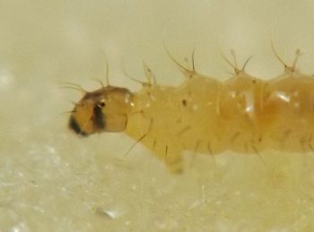 the dark brown vertical stripe on the head slices upward just in front of the eye and the larva holds up the front of its body with its thoracic proleg