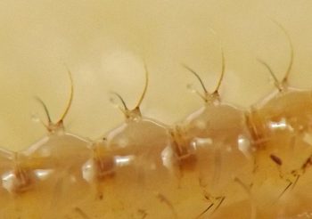 the setae are curved and approximately three of them arise from each knobby protrusion on the dorsal surface of the abdomen