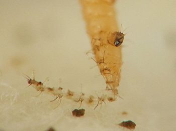 the larval head capsule hangs from the anterior end of the larval exuviae, attached about halfway up the abdomen of the pupa