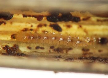 the droplets are whitish and arranged in rows along the dorsal surface of the abdomen, and the dark frass is arranged in moist irregular lumps here and there