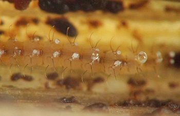 one of the largest droplets is elongated into a football shape with both ends capped in white and the center transparent