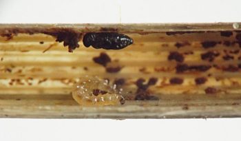 the wasp pupa is black, shiny, and compact and hangs from the inner wall of the stem next to the Forcipomyia larva