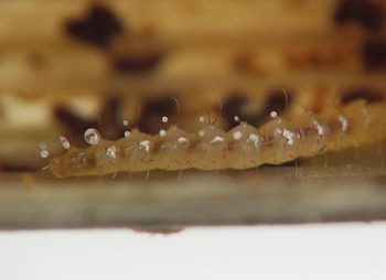 the droplets are spherical or teardrop-shaped and vary in size