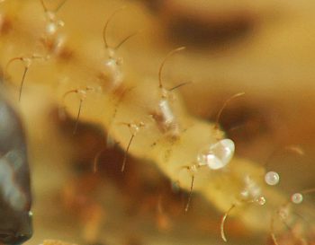 approximately three setae per tubercle