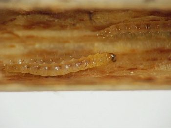 the larvae face the same direction as they crawl along the interior wall of the stem