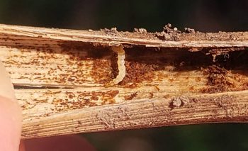 the stem interior is peppered with clumps of moist dark brown frass and the larva is curled near one of these