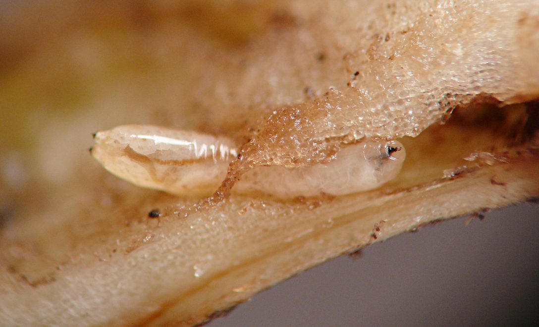 the pale whitish larva's slightly curved body is embedded in a dark brown tunnel in the pith