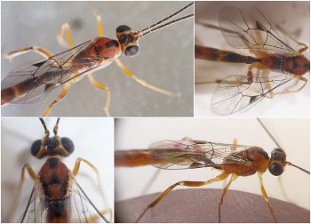 long slender wasp with bold red and black color pattern, and transparent wings outlined in black with a triangular black cell