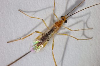 slender orange and black wasp resting with very long orange legs outstretched