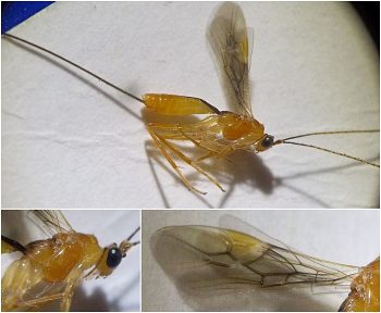 orange wasp with smokey gray wings and exceptionally long narrow ovipositor