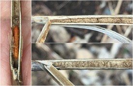 photograph of association between insect and plant stem or stemlike structure